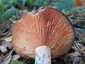 Vörösödőtejű rizike (Lactarius semisanguifluus), Őrség